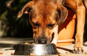 Das sobras aos suplementos: como a agricultura está lucrando com a crescente economia dos animais de estimação Das sobras aos suplementos: como a agricultura está lucrando com a crescente economia dos animais de estimação