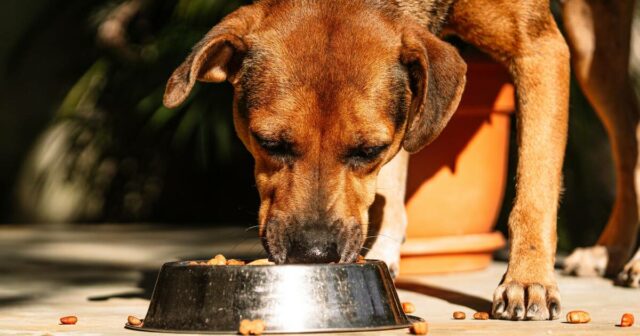 Das sobras aos suplementos: como a agricultura está lucrando com a crescente economia dos animais de estimação
