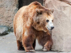 Depois que o urso foi finalmente despejado de sua casa na Califórnia, o vizinho herda o urso que mora embaixo de sua casa Yahoo news home