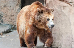 Depois que o urso foi finalmente despejado de sua casa na Califórnia, o vizinho herda o urso que mora embaixo de sua casa Yahoo news home