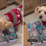 Desgosto enquanto a mãe deixa o 'Soul Dog' da filha atrasada cheirar suas coisas