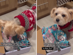 Desgosto enquanto a mãe deixa o ‘Soul Dog’ da filha atrasada cheirar suas coisas Desgosto enquanto a mãe deixa o 'Soul Dog' da filha atrasada cheirar suas coisas