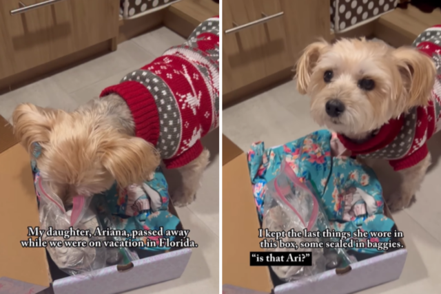 Desgosto enquanto a mãe deixa o 'Soul Dog' da filha Desgosto enquanto a mãe deixa o 'Soul Dog' da filha atrasada cheirar suas coisas