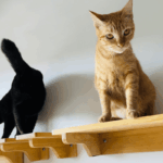 Dono de gato é avisado após gatinho ser intimidado por irmão mais velho