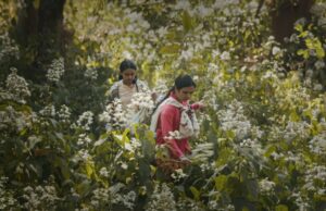 Drama de impacto de IA ‘Humans in the Loop’ adiciona Shabana Azmi, Ritesh Batra e Shaunak Sen como produtores executivos em Oscar Push (EXCLUSIVO) Drama de impacto de IA 'Humans in the Loop' adiciona Shabana Azmi, Ritesh Batra e Shaunak Sen como produtores executivos em Oscar Push (EXCLUSIVO)