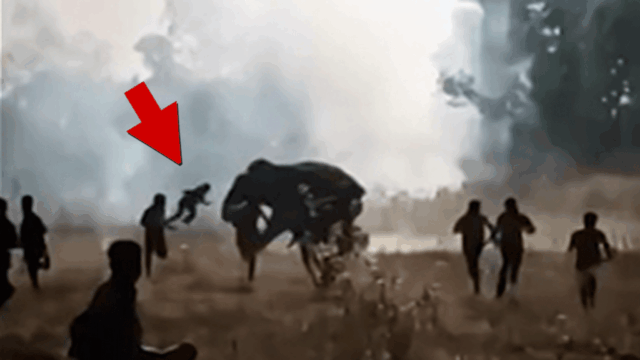 011926_killer_elephant_kal