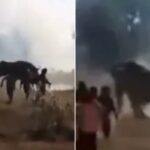 Elefante rebelde mata quase duas dúzias de pessoas em tumulto de 10 dias no leste da Índia