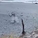 Em pé de guerra! Fluxo de lama de até 3 metros aparece na praia de Liman Semau, Kupang