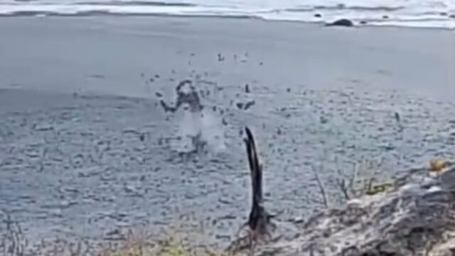 Em pé de guerra! Fluxo de lama de até 3 metros aparece na praia de Liman Semau, Kupang
