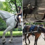 Enquanto ativistas tentam acabar com os cavalos de carruagem no Central Park, ainda mais equinos de trabalho poderão em breve chegar ao espaço verde