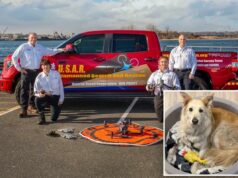 Equipes de resgate usam drones para encontrar cachorro que escapou ao longo da rodovia New Jersey Abbie, uma mistura de golden retriever de 9 anos, descansa em sua cama com um brinquedo amarelo que faz barulho.