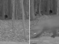 Especialistas emocionados quando a câmera da trilha captura imagens de uma criatura não vista há mais de 100 anos: ‘Isso é tremendamente emocionante’ Yahoo news home