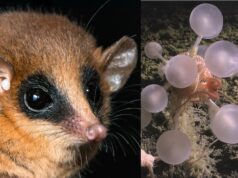 Esponja ‘bola da morte’, minúsculo gambá entre as novas espécies legais de 2025 Tarântula preta grande