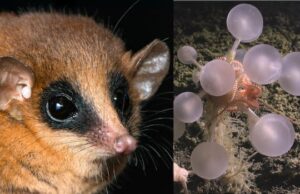 Esponja ‘bola da morte’, minúsculo gambá entre as novas espécies legais de 2025 Tarântula preta grande