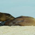 Dois leões marinhos cor de ferrugem jaziam nas rochas, um amamentando o outro