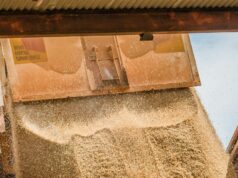 Excesso global de grãos: por que não podemos simplesmente superar os preços baixos Excesso global de grãos: por que não podemos simplesmente superar os preços baixos