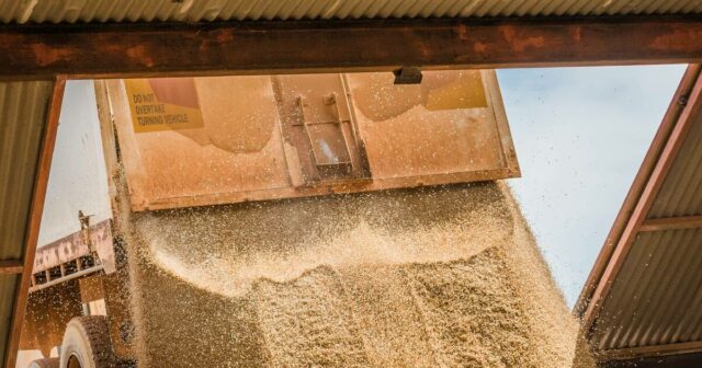 Excesso global de grãos: por que não podemos simplesmente superar os preços baixos
