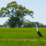 Explicação do boom do arroz: o que isso significa para os preços australianos do trigo e da cevada