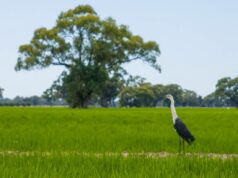 Explicação do boom do arroz: o que isso significa para os preços australianos do trigo e da cevada Explicação do boom do arroz: o que isso significa para os preços australianos do trigo e da cevada