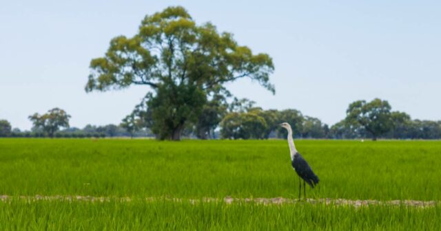 Explicação do boom do arroz: o que isso significa para os preços australianos do trigo e da cevada
