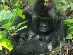 Gêmeos raros de gorilas da montanha nascem na natureza Ícone de conversão de texto em fala