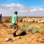 Gigante pecuária australiana olha para ovelhas e abocanha segunda grande propriedade em WA