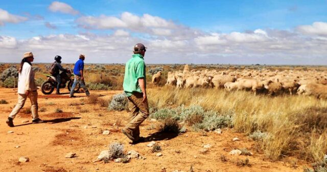 Gigante pecuária australiana olha para ovelhas e abocanha segunda grande propriedade em WA

