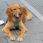 Golden Retriever gosta de fazer caminhadas, mas há um problema: ‘Dramático’