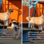 Golden retriever sniffing at daycare
