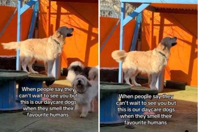 Golden retriever sniffing at daycare