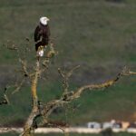 O presidente do Peninsula Open Space Trust, Gordon Clark, mostra uma parte do Sargent Ranch, ao sul de Gilroy, durante um passeio em 16 de janeiro de 2026. O Peninsula Open Space Trust, um grupo ambientalista de Palo Alto, comprou 6.114 acres do rancho histórico por US$ 63,7 milhões em um dos maiores acordos de conservação de terras na história do condado de Santa Clara. (Dai Sugano/Grupo de Notícias da Bay Area)