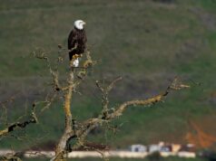 Grupo de Palo Alto compra 2.284 acres no Sargent Ranch, encerrando uma batalha de 10 anos sobre a pedreira proposta em uma propriedade pitoresca O presidente do Peninsula Open Space Trust, Gordon Clark, mostra uma parte do Sargent Ranch, ao sul de Gilroy, durante um passeio em 16 de janeiro de 2026. O Peninsula Open Space Trust, um grupo ambientalista de Palo Alto, comprou 6.114 acres do rancho histórico por US$ 63,7 milhões em um dos maiores acordos de conservação de terras na história do condado de Santa Clara. (Dai Sugano/Grupo de Notícias da Bay Area)