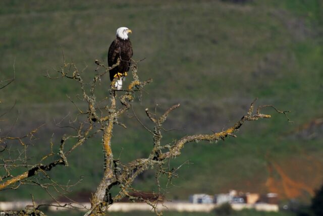 O presidente do Peninsula Open Space Trust, Gordon Clark, mostra uma parte do Sargent Ranch, ao sul de Gilroy, durante um passeio em 16 de janeiro de 2026. O Peninsula Open Space Trust, um grupo ambientalista de Palo Alto, comprou 6.114 acres do rancho histórico por US$ 63,7 milhões em um dos maiores acordos de conservação de terras na história do condado de Santa Clara. (Dai Sugano/Grupo de Notícias da Bay Area)