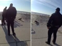 Guaxinim de Rockaway baleado por policial livre de raiva, confirma agência de Nova York Guaxinim de Rockaway baleado por policial livre de raiva, confirma agência de Nova York