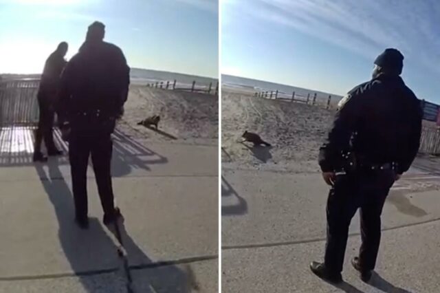 Guaxinim de Rockaway baleado por policial livre de raiva, confirma agência de Nova York
