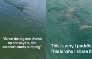 Homem da Flórida vai remar em Miami, então o Predator Fin se aproxima A hammerhead shark.