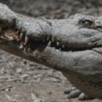 Homem é mordido por crocodilo no norte de Queensland
