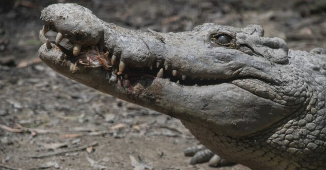 Homem é mordido por crocodilo no norte de Queensland Homem é mordido por crocodilo no norte de Queensland