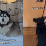 Husky visto relaxando na neve, histérico com o que o irmão Kelpie Mix fará a seguir