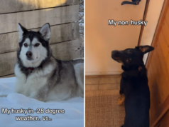 Husky visto relaxando na neve, histérico com o que o irmão Kelpie Mix fará a seguir Husky visto relaxando na neve, histérico com o que o irmão Kelpie Mix fará a seguir