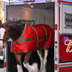 'Ícones americanos': Budweiser se torna totalmente patriota no comercial do Super Bowl de 2026