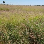 Imposto sobre terras para investimentos estrangeiros força Gina Rinehart a vender propriedades em Qld