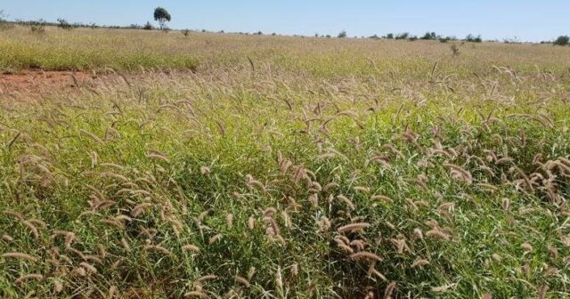 Imposto sobre terras para investimentos estrangeiros força Gina Rinehart a vender propriedades em Qld
