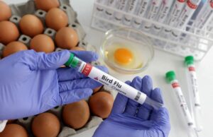 Índia relatou surtos de gripe aviária em fazendas no estado de Kerala, diz WOAH Yahoo news home