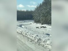 ‘Isso é tão legal’: vídeo de lince capturado no noroeste de Ontário chama a atenção Ícone de conversão de texto em fala