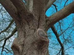 Juiz abre caminho para remoção de carvalho aquático histórico em Johns Creek após anos de luta legal Yahoo news home