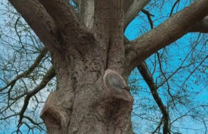 Juiz abre caminho para remoção de carvalho aquático histórico em Johns Creek após anos de luta legal Yahoo news home