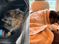 Lágrimas quando Akita, de 14 anos, é entregue pela família poucos dias antes do Natal Lágrimas quando Akita, de 14 anos, é entregue pela família poucos dias antes do Natal