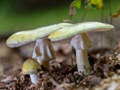 Mais uma pessoa morre por comer cogumelo tóxico ‘death cap’ na Califórnia. Três cogumelos venenosos mortais (Amanita phalloides) em diferentes estágios de crescimento entre as folhas caídas.