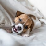 Mamãe dá um cachorrinho para o filho no Natal, horror com o que acontece semanas depois